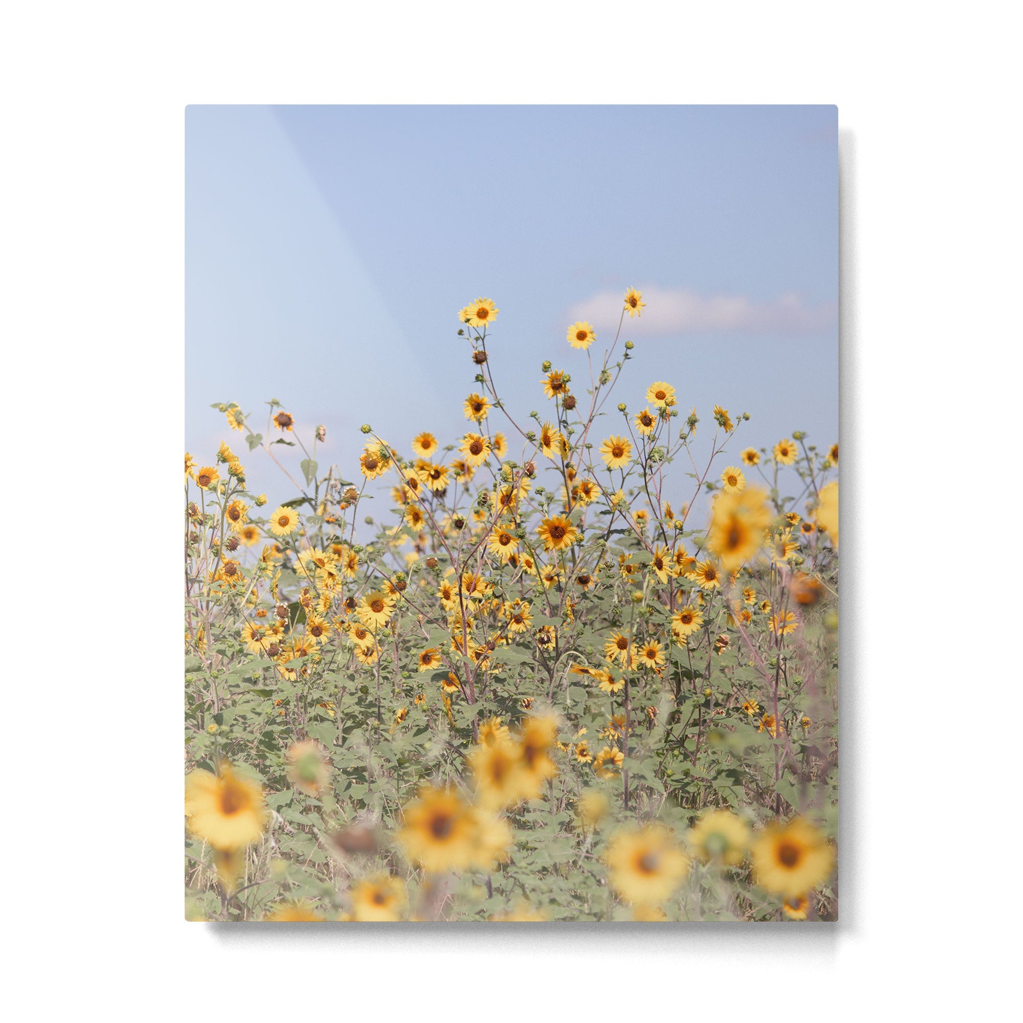 Texas Sunflower Field Metal Print