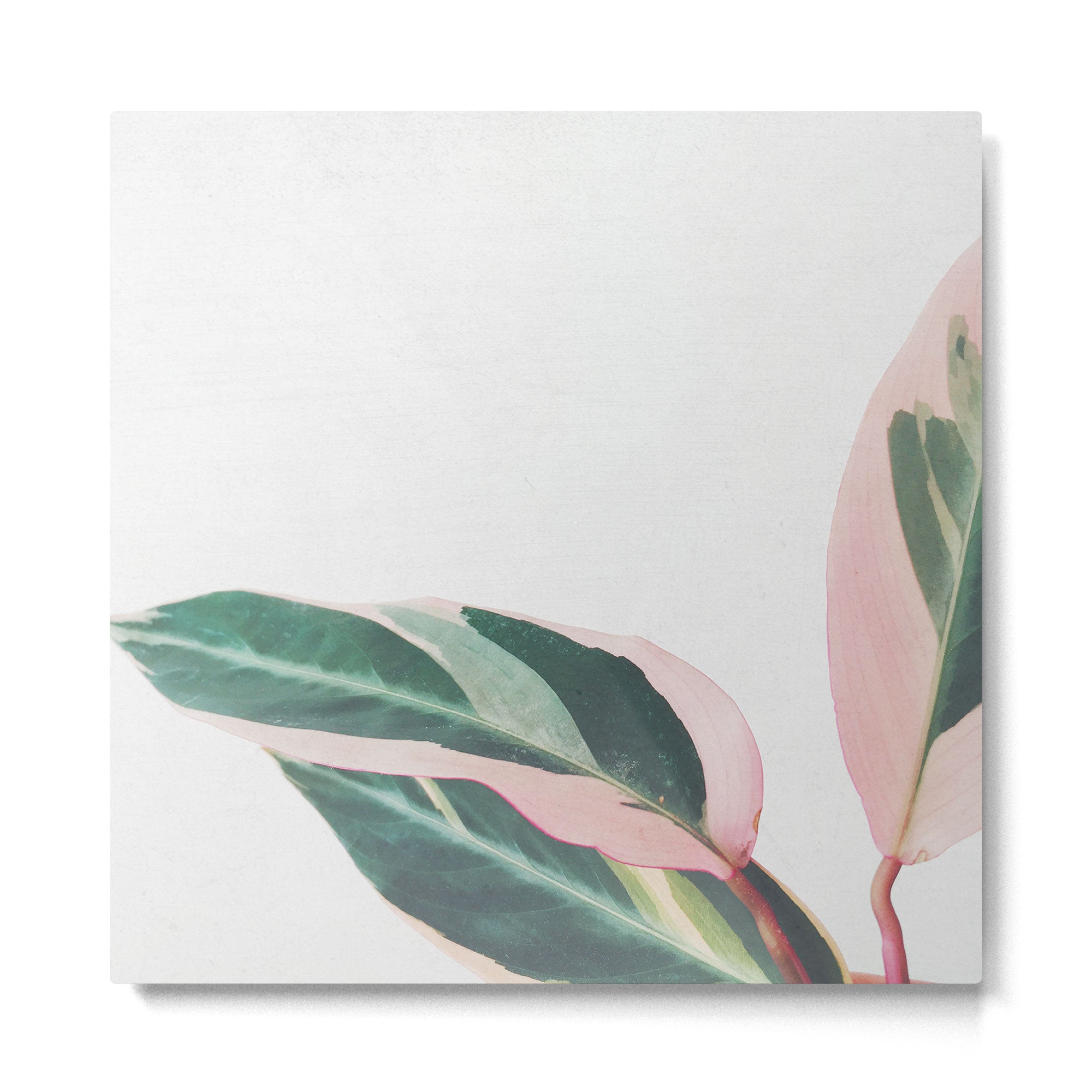 Pink Leaves II Metal Print