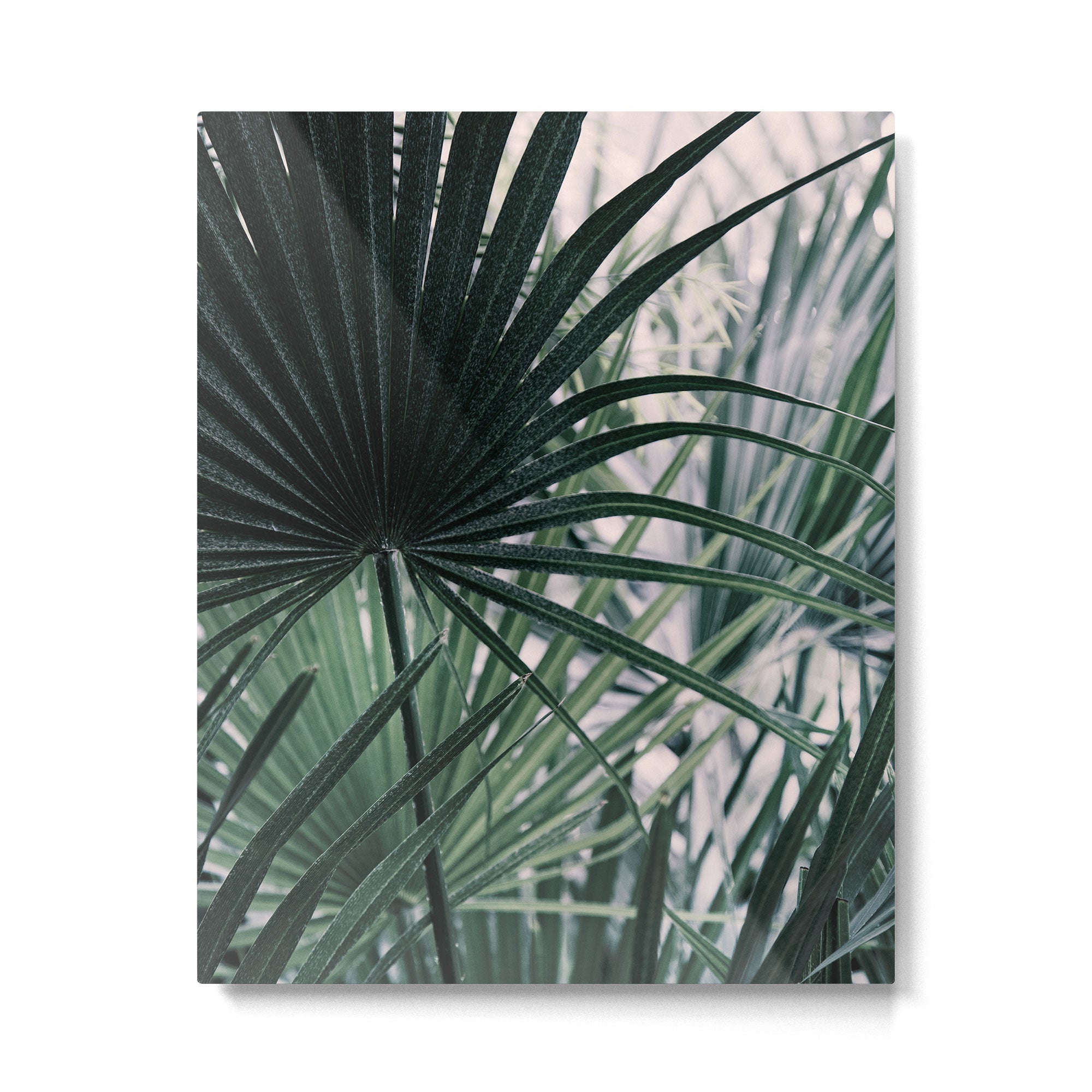 Fan Palms Galore - Tropical Nature Photography Metal Print