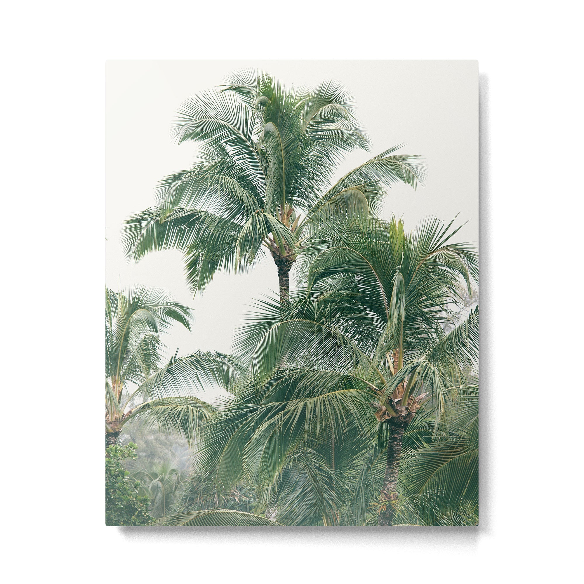 Lush Palm Trees Metal Print