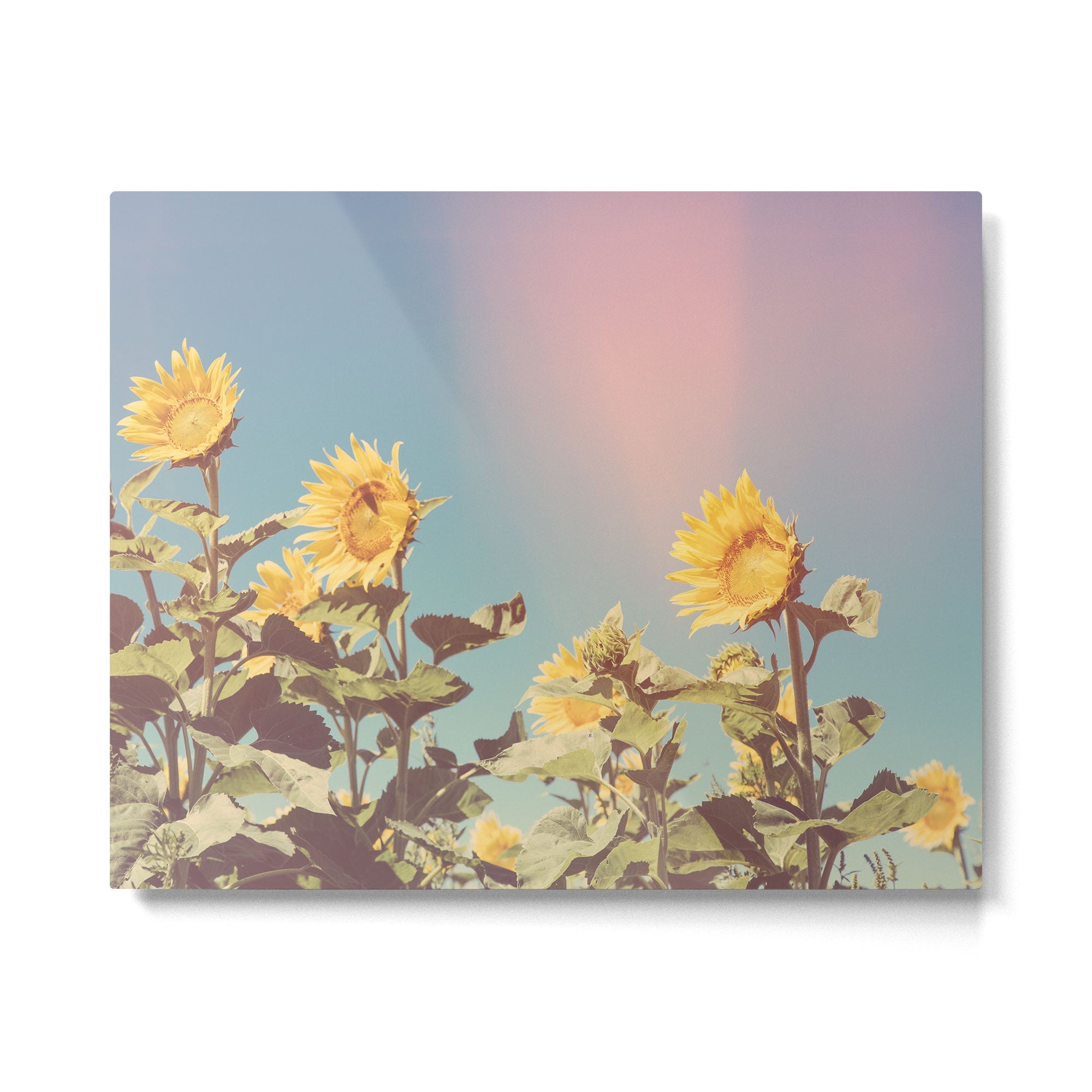 Retro Sunflowers - Nature Photography Metal Print