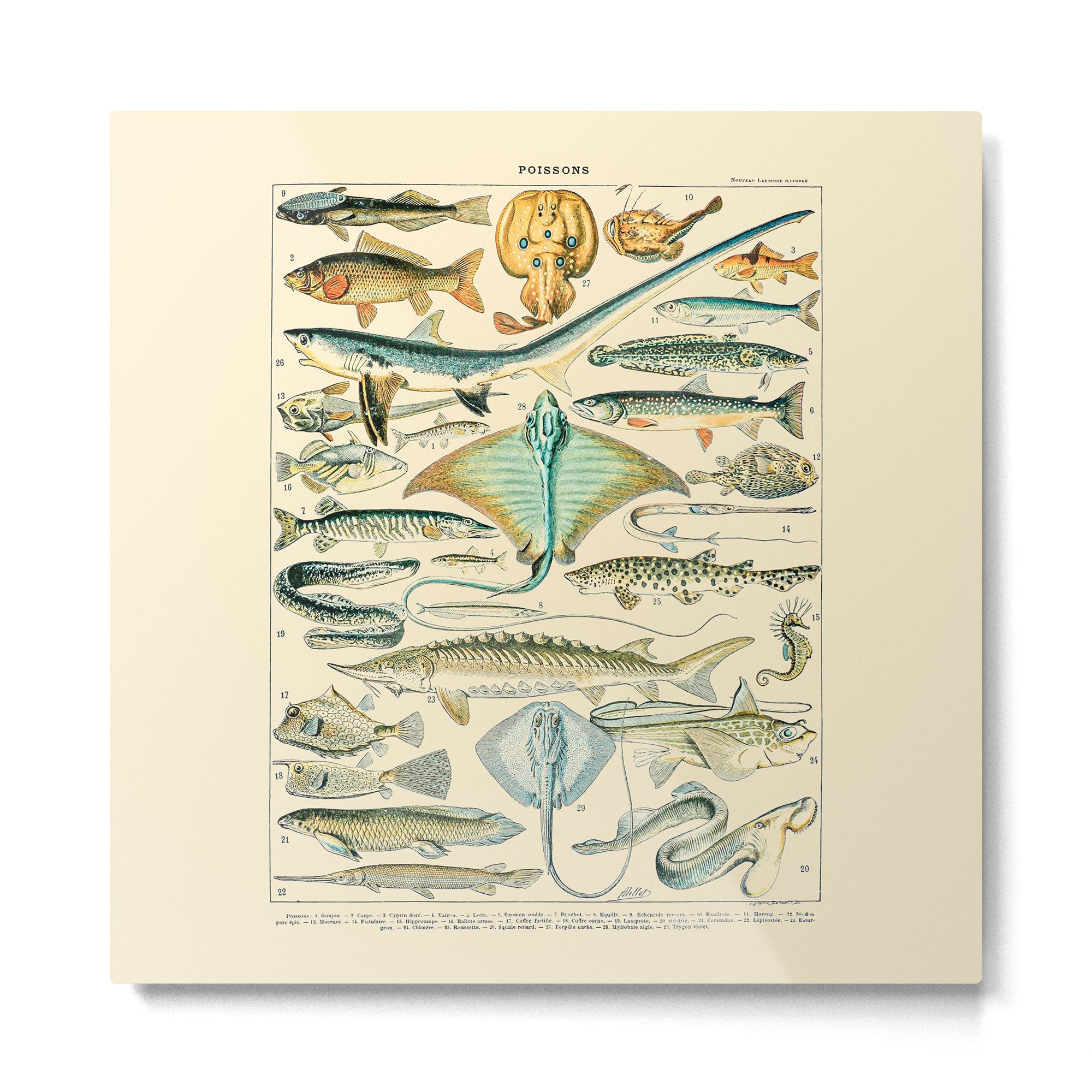 Vintage Fishing Diagram // Poissons II by Adolphe Millot 19th Century Science Textbook Artwork Metal Print