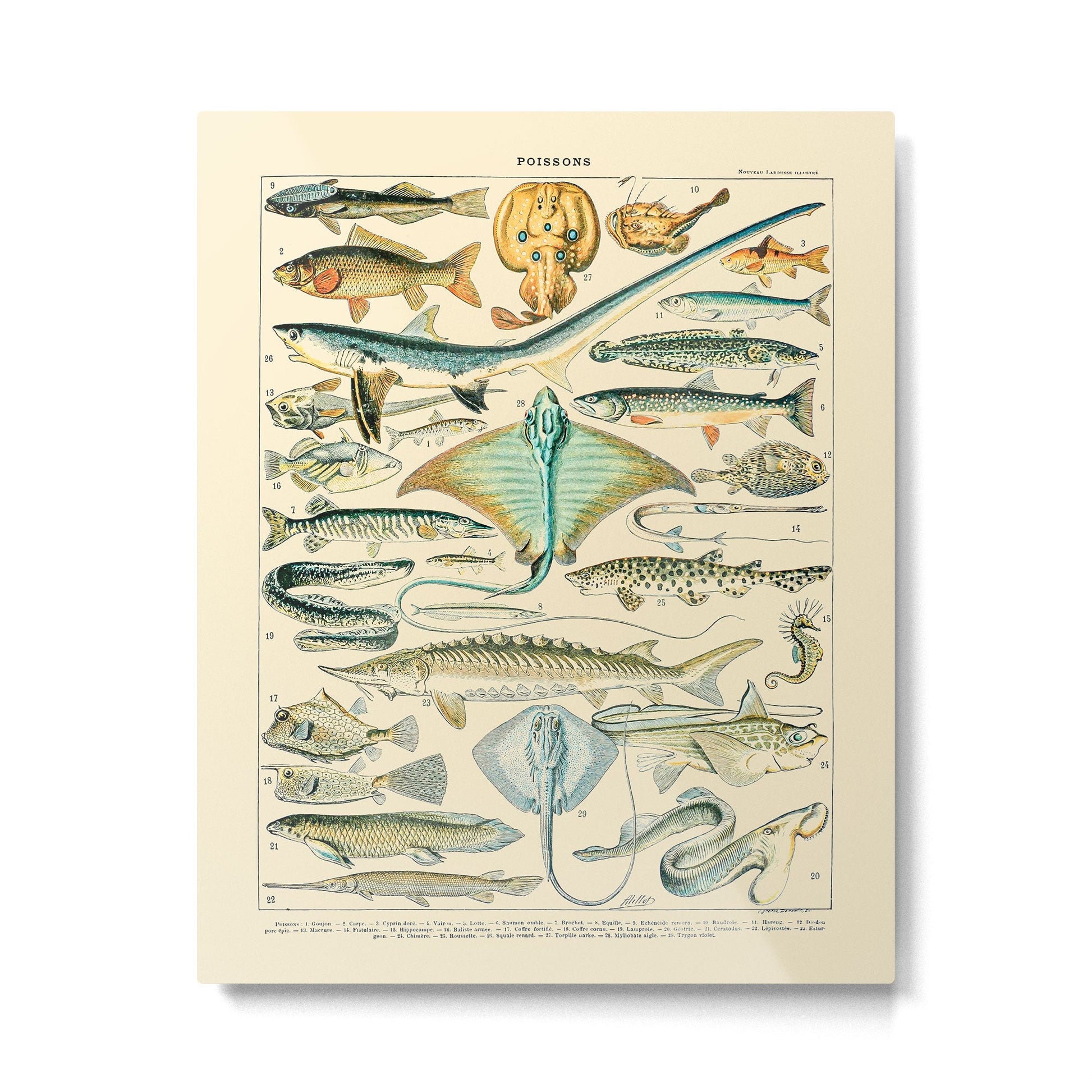 Vintage Fishing Diagram // Poissons II by Adolphe Millot 19th Century Science Textbook Artwork Metal Print