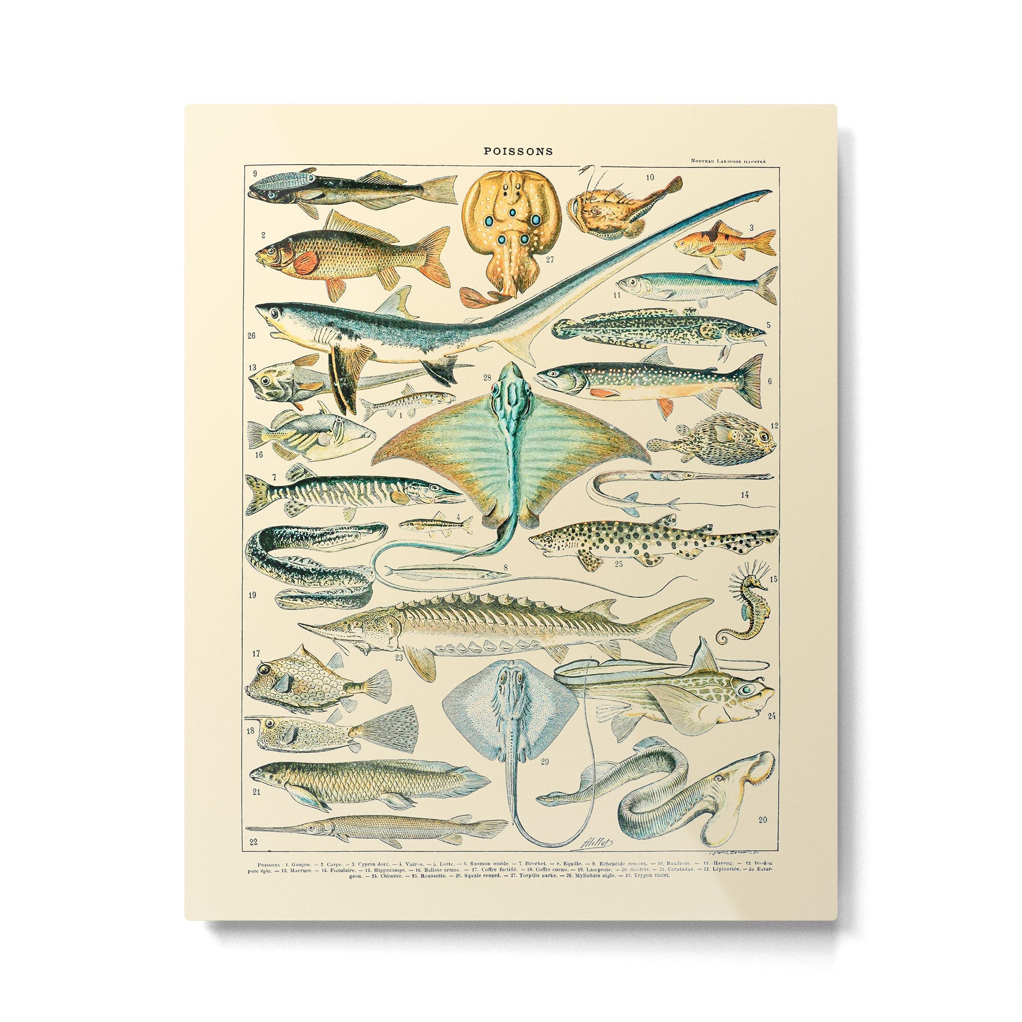 Vintage Fishing Diagram // Poissons II by Adolphe Millot 19th Century Science Textbook Artwork Metal Print