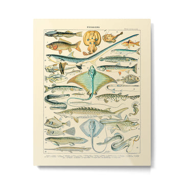 Vintage Fishing Diagram // Poissons II by Adolphe Millot 19th Century Science Textbook Artwork Metal Print